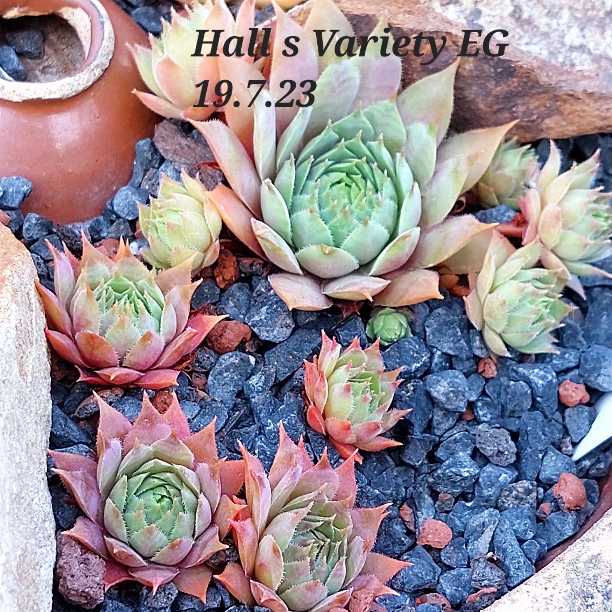 Hall's Variety