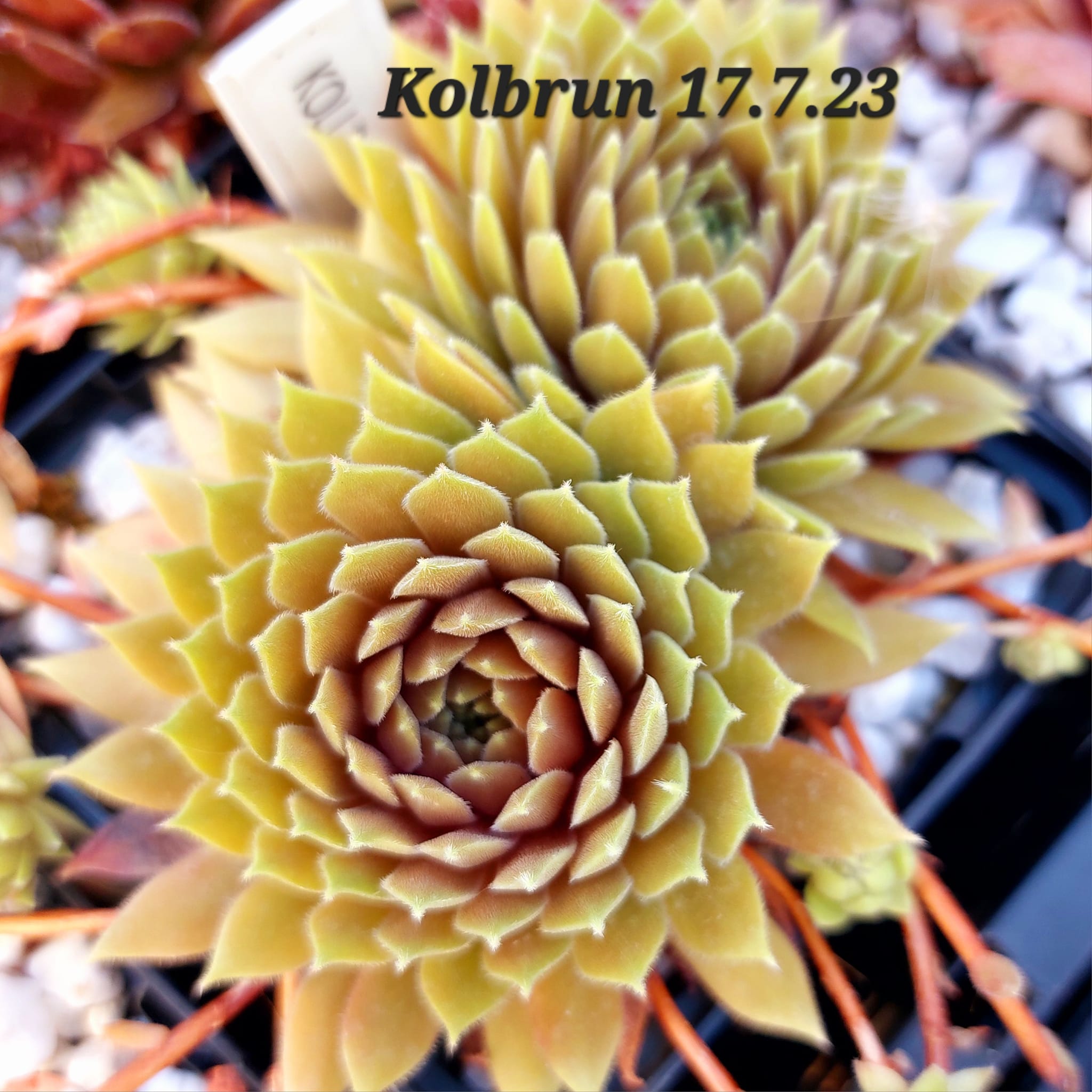 Kolbrun