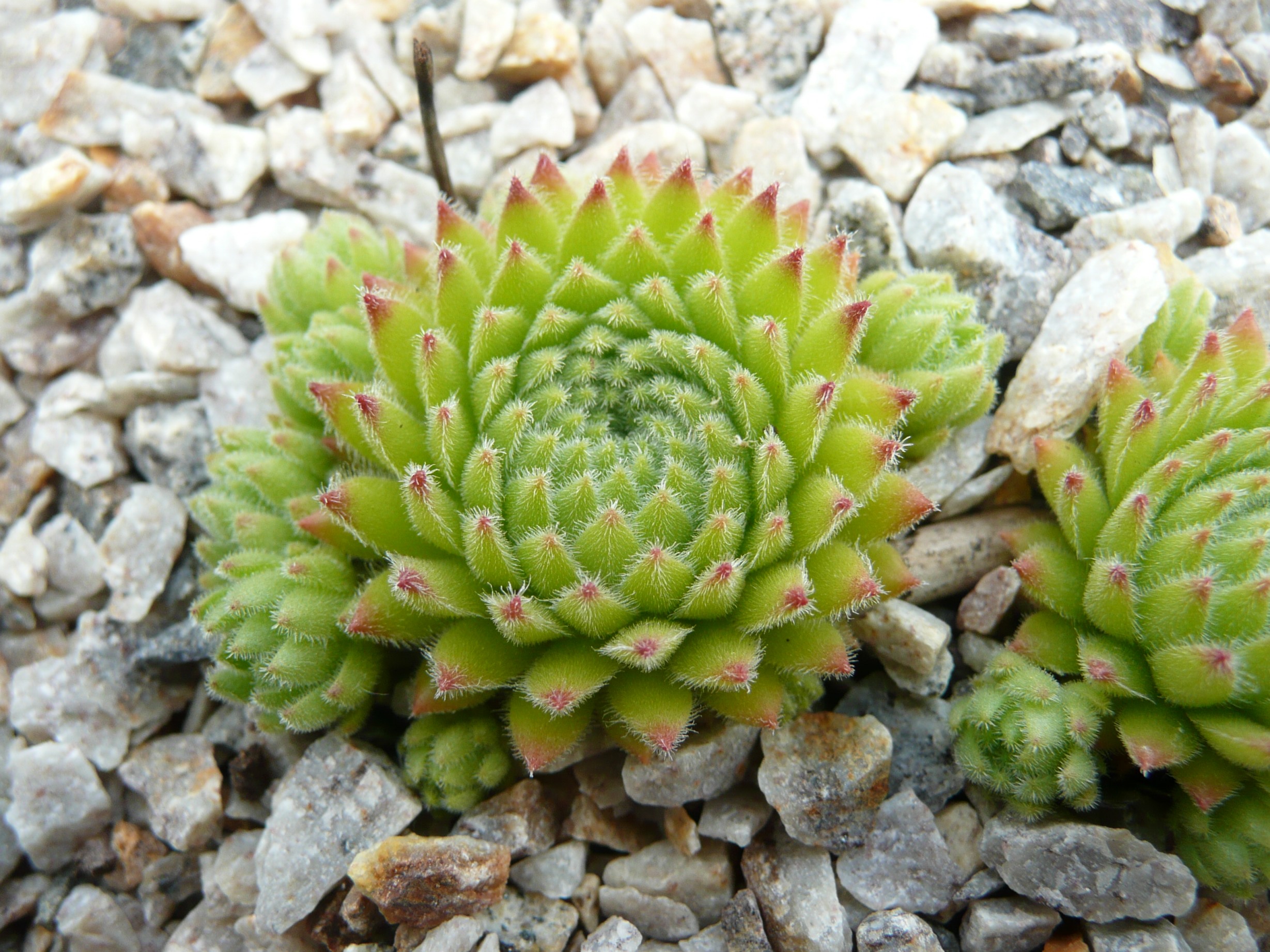 Kunigunde