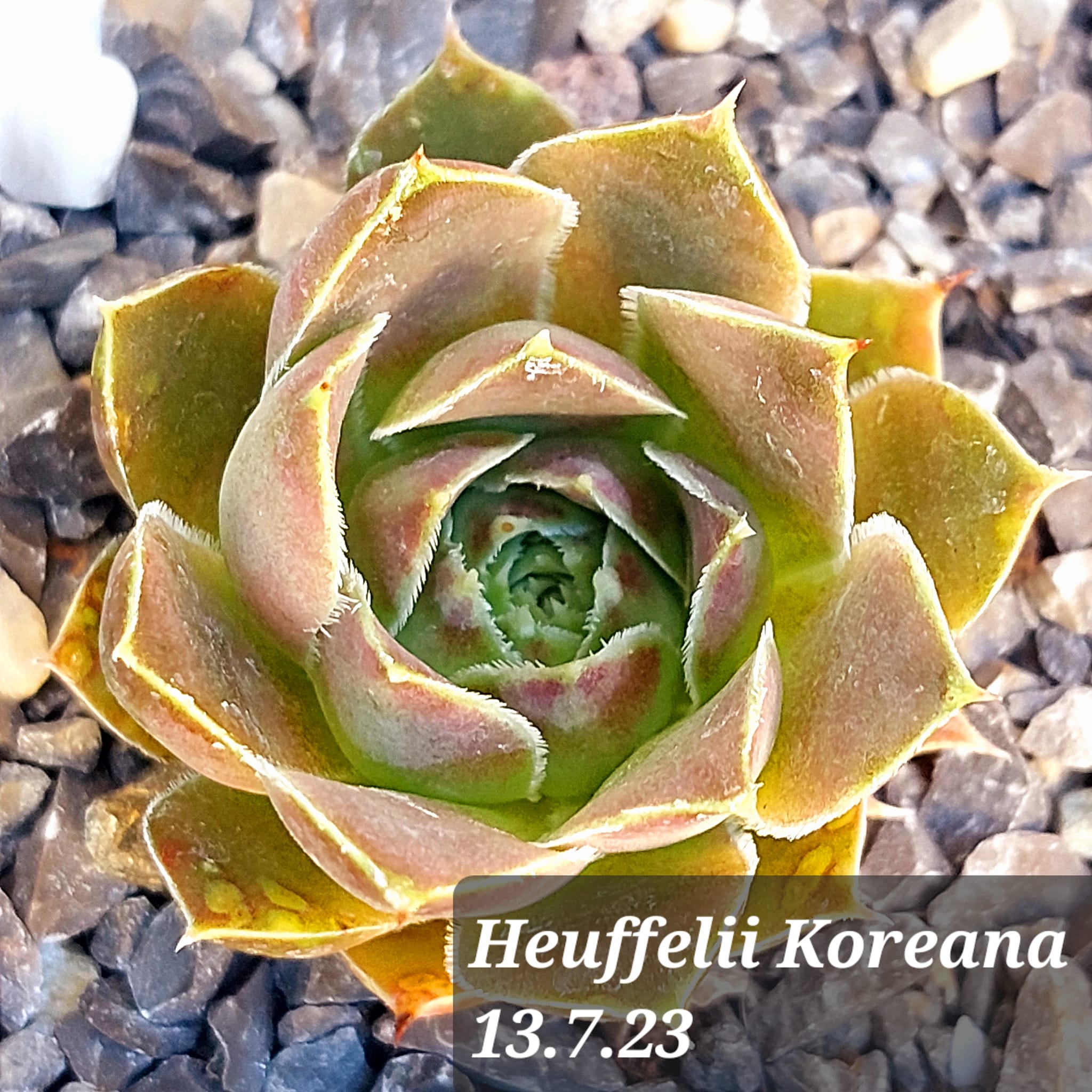 Koreana / Jovi