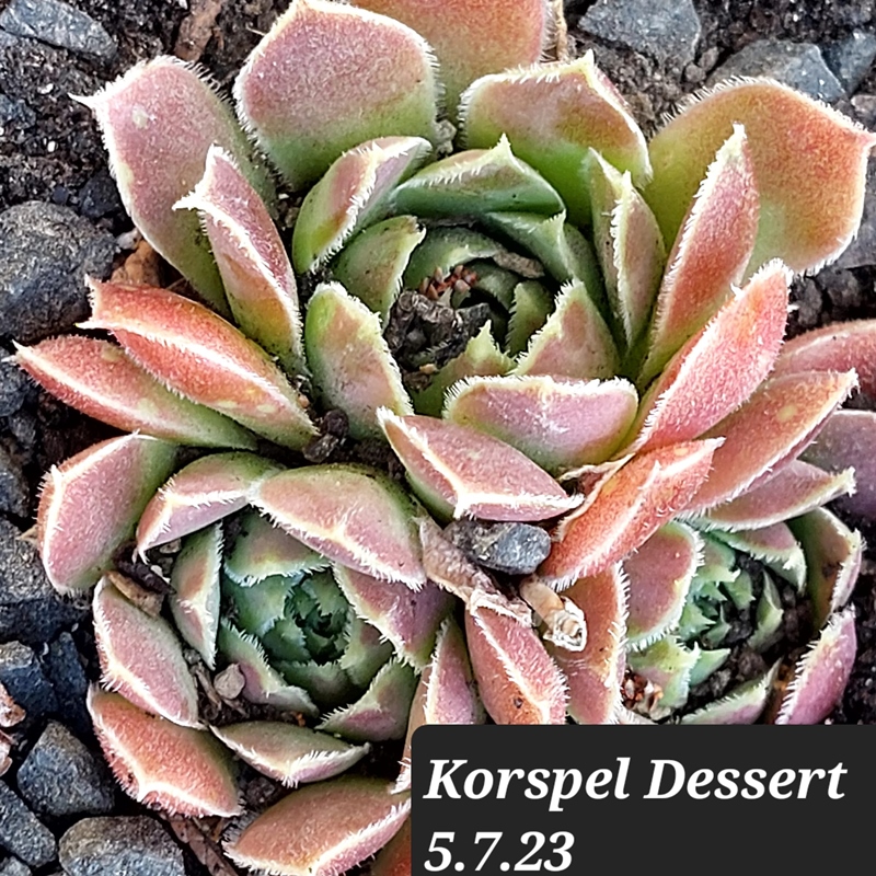 Korspel Dessert