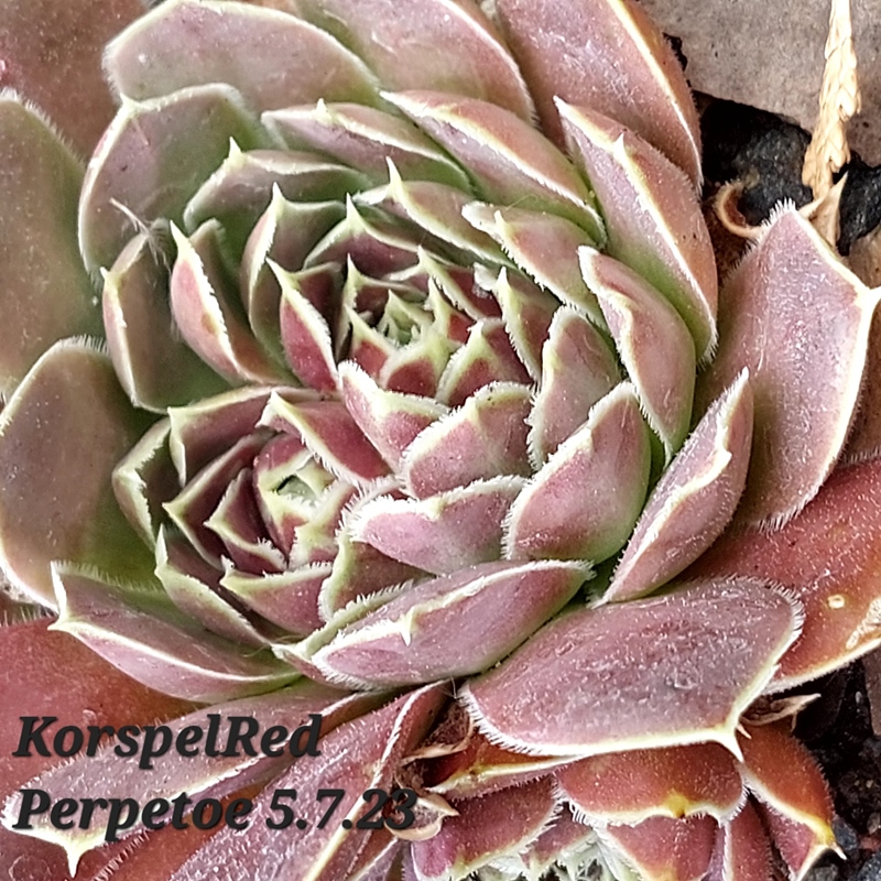 Korspel Red Perpetoe