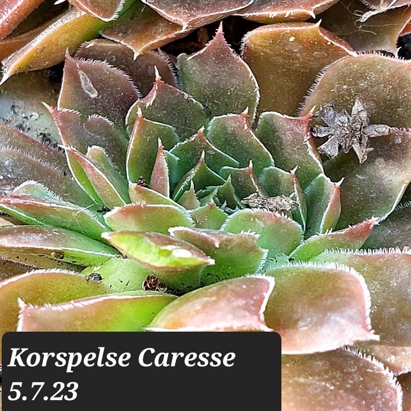 Korspelse Caresse