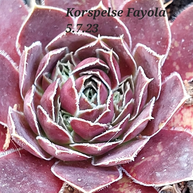 Korspelse Fayola