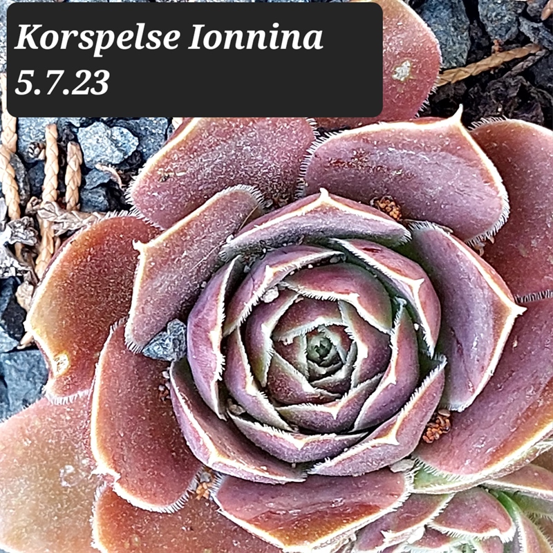 Korspelse Ionnina