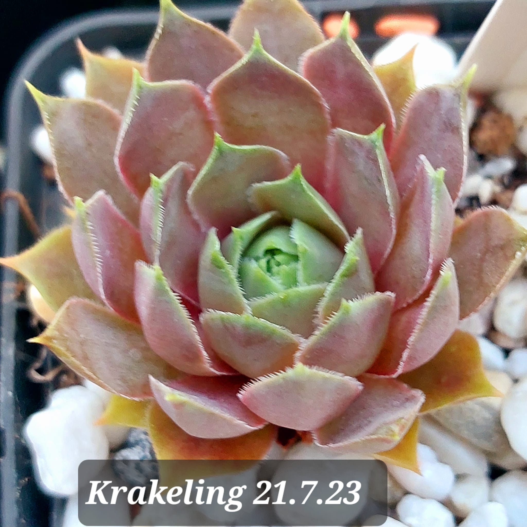 Krakeling