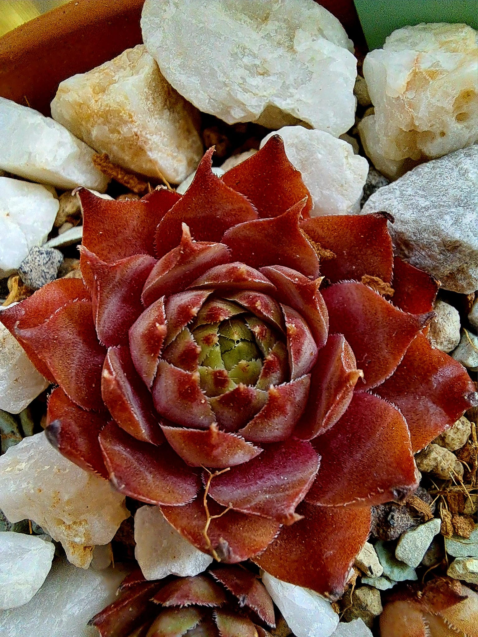 Lednice Pink (NG)