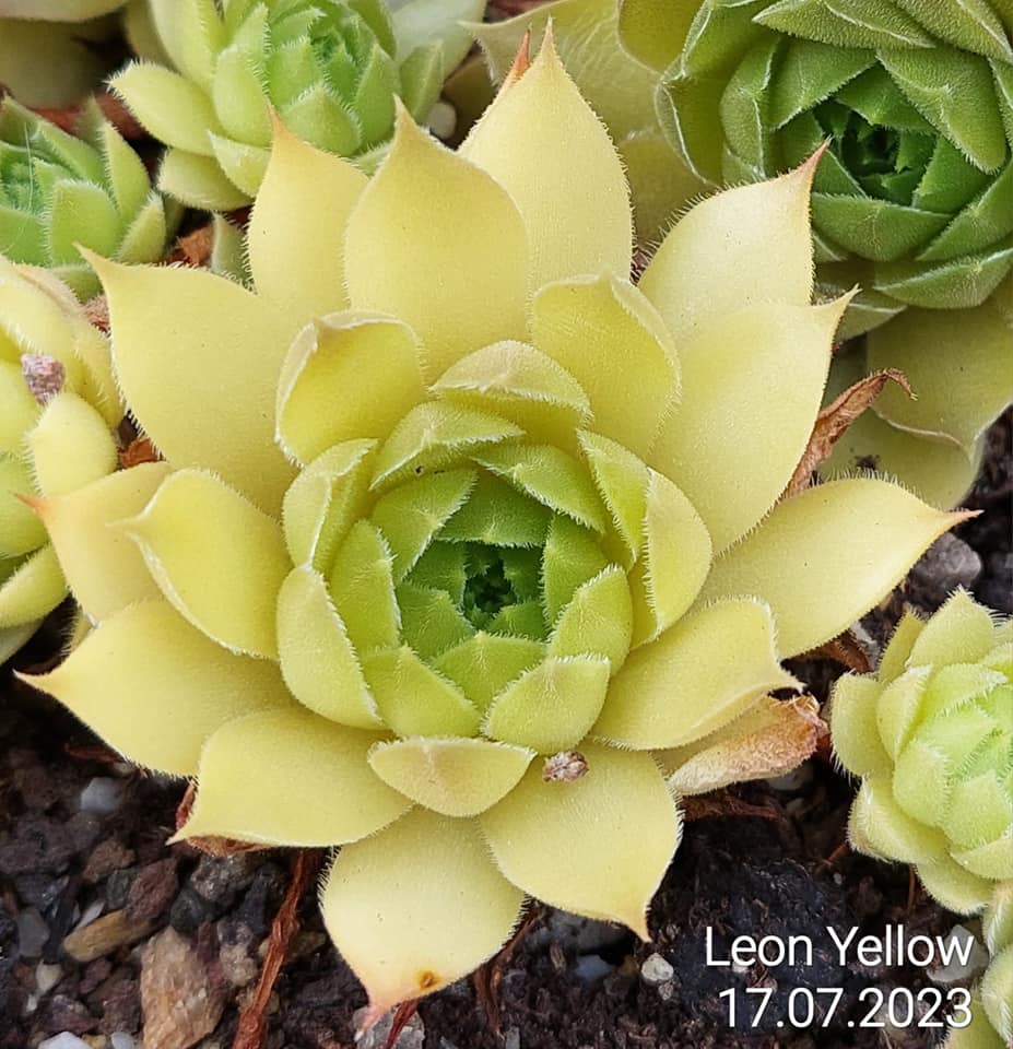Leon Yellow (NG)