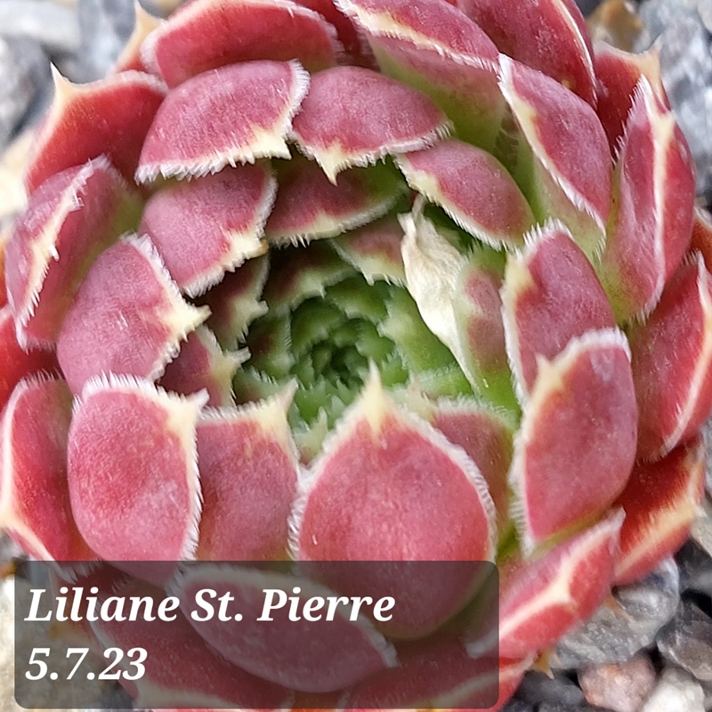 Liliane St. Pierre 