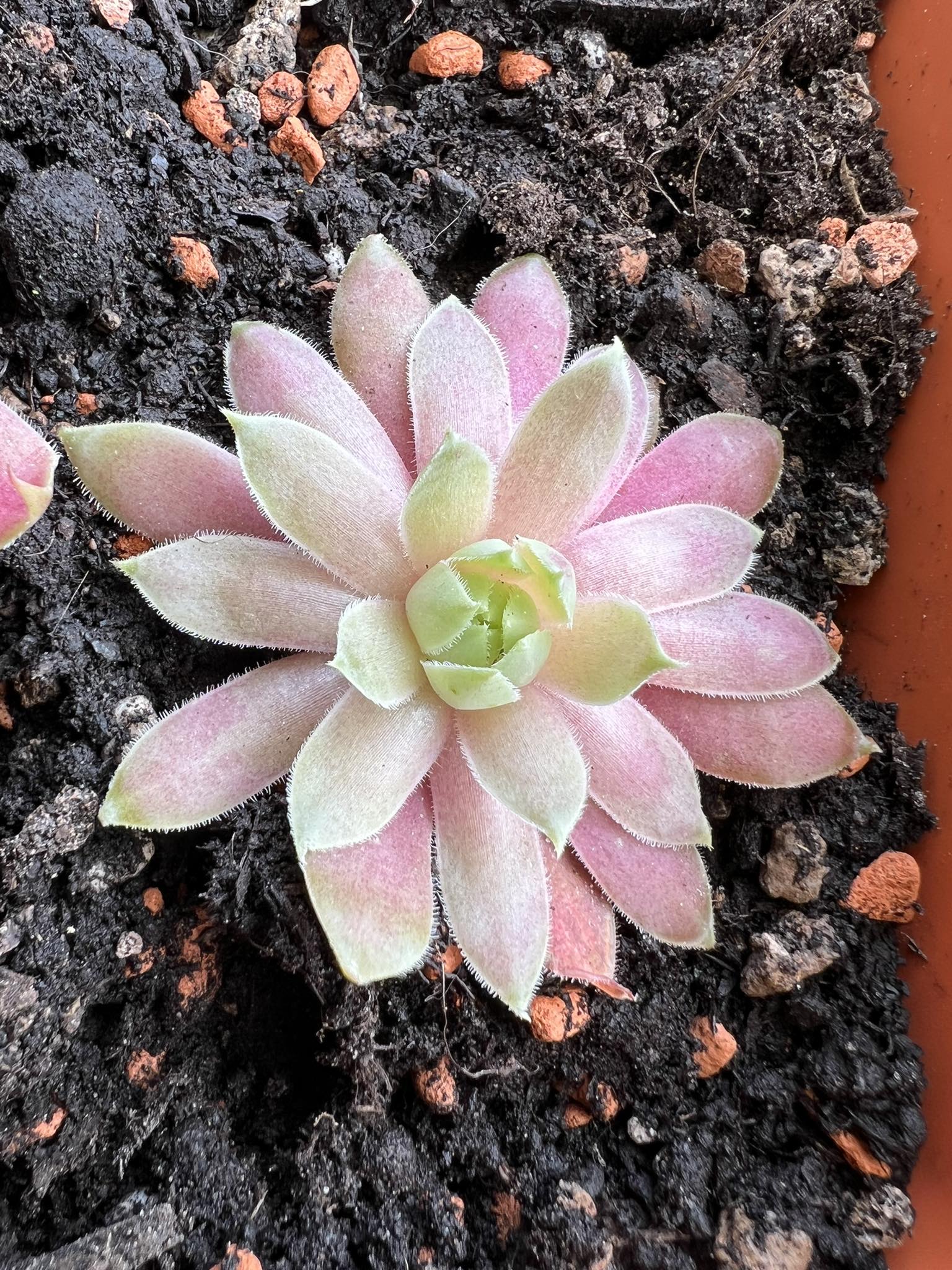 Margarita
