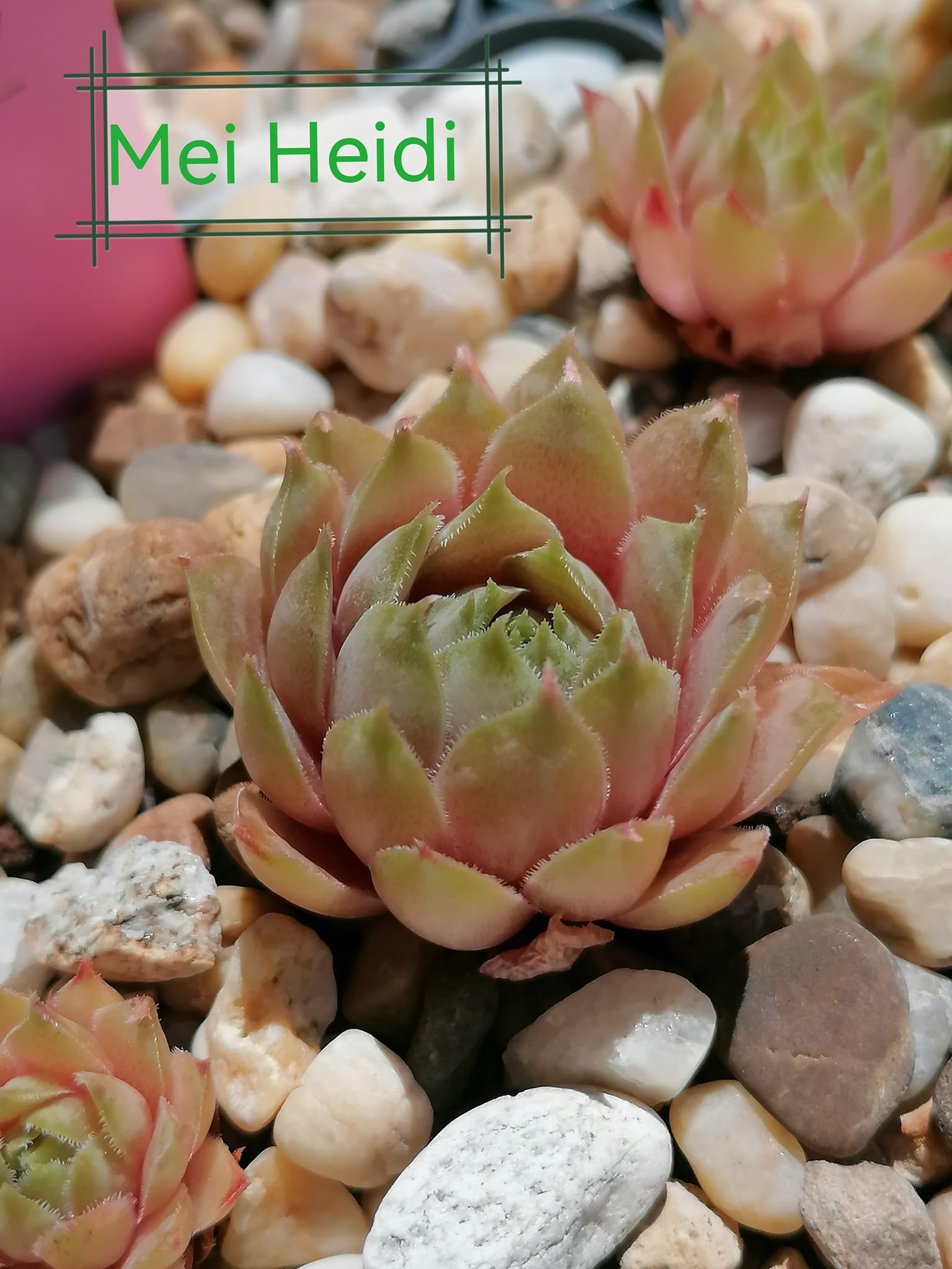 Mei Heidi