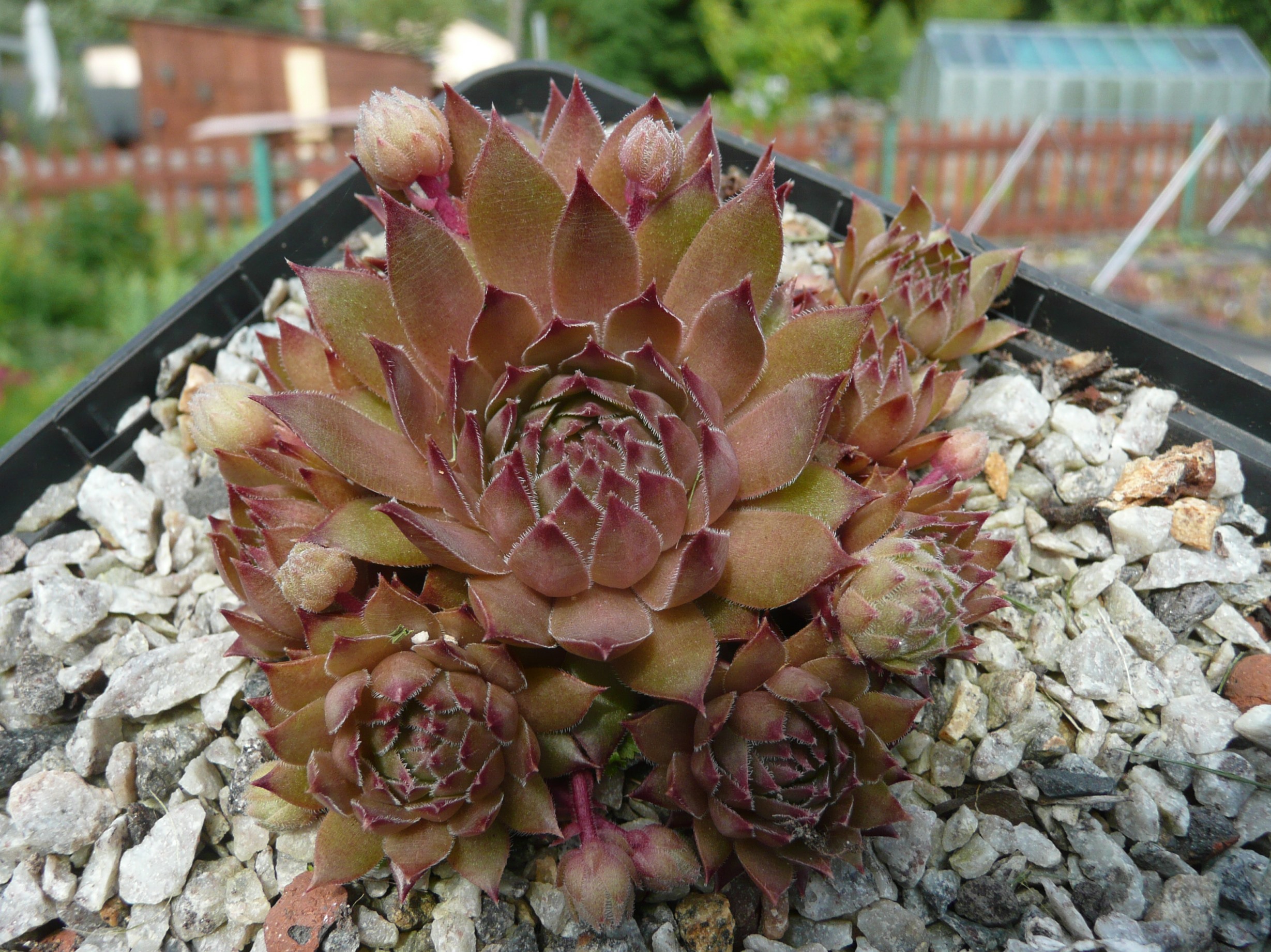 Bronze Aurora