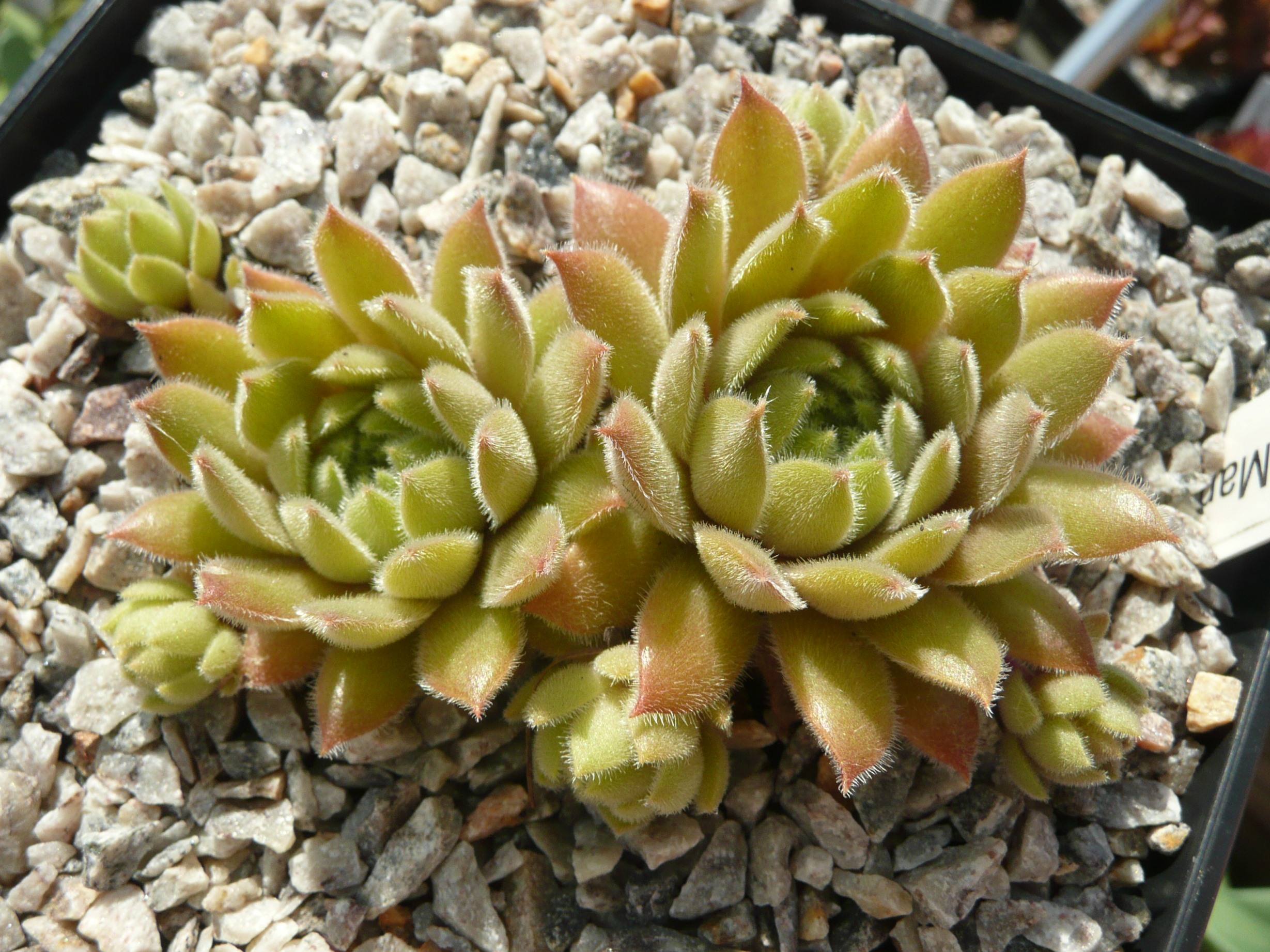 Mamamia