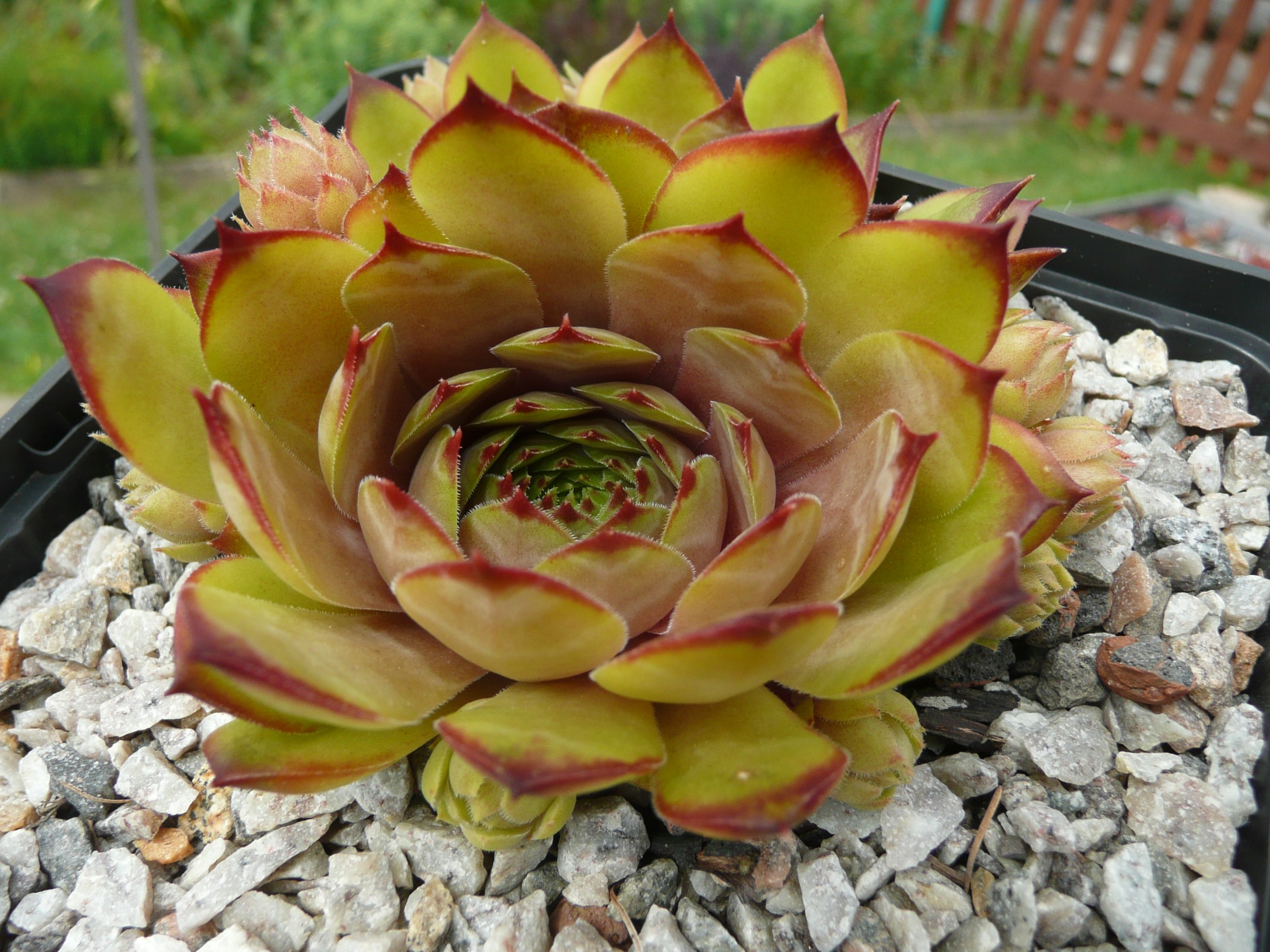 Desert Beauty
