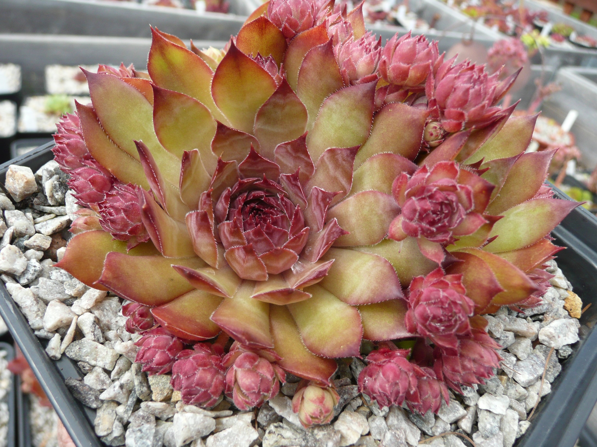 Seeigel