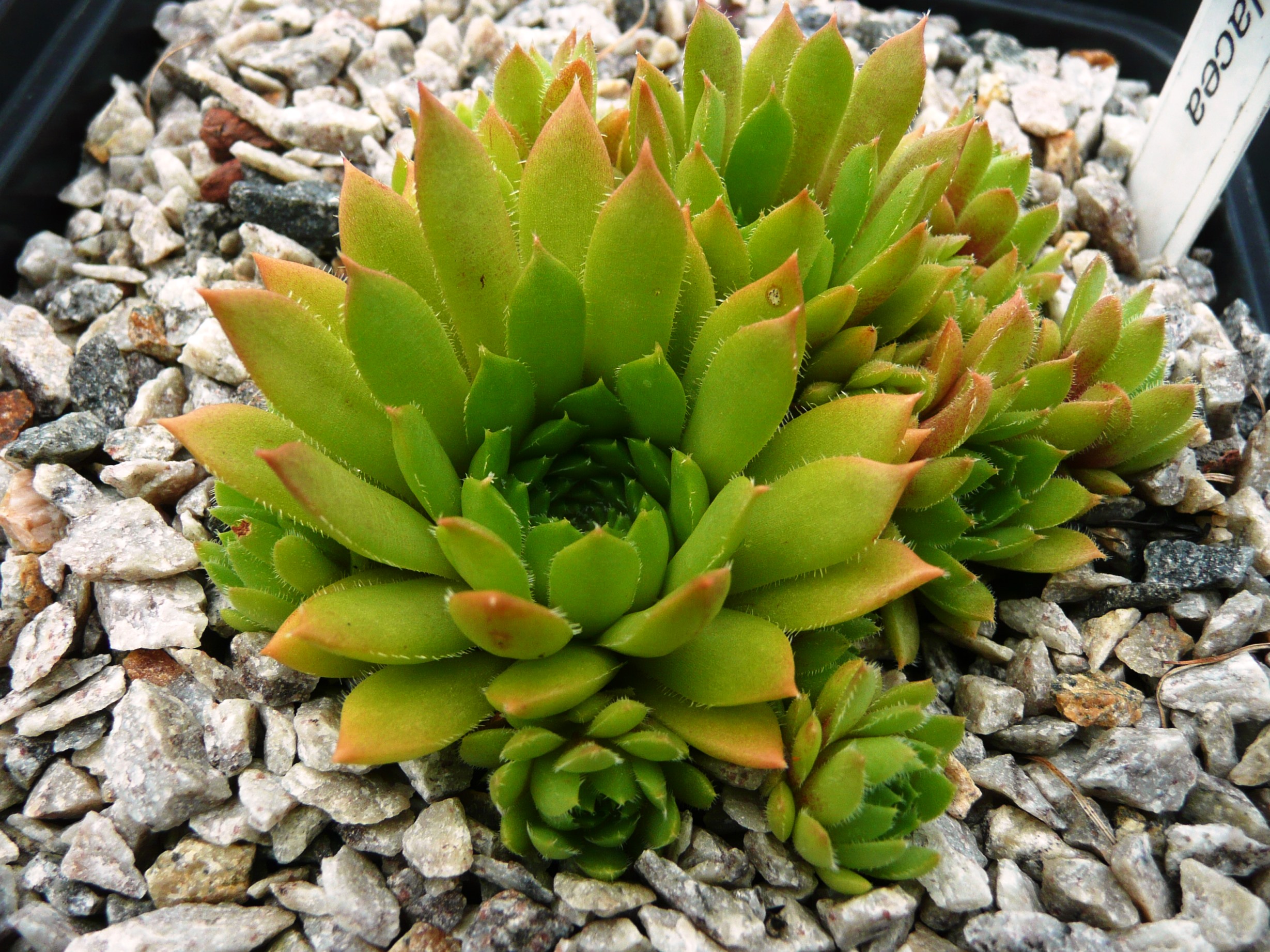 Spatulacea