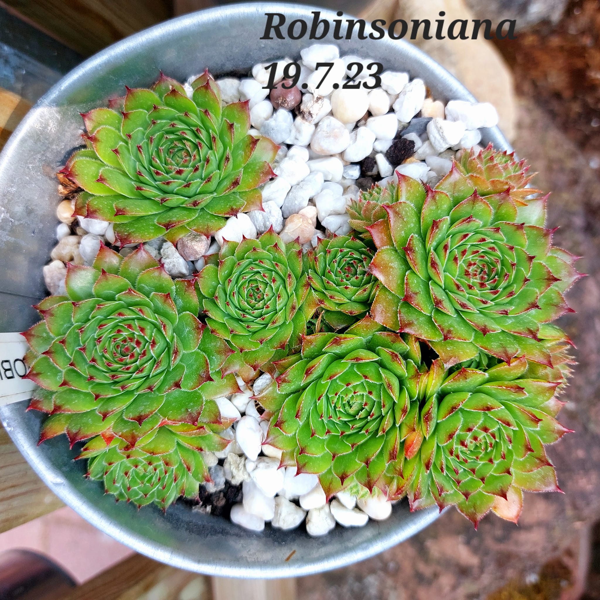 Robinsoniana