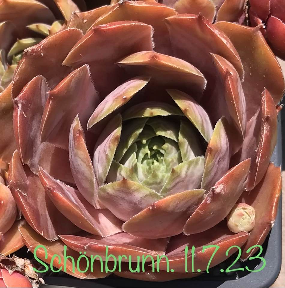 Schönbrunn
