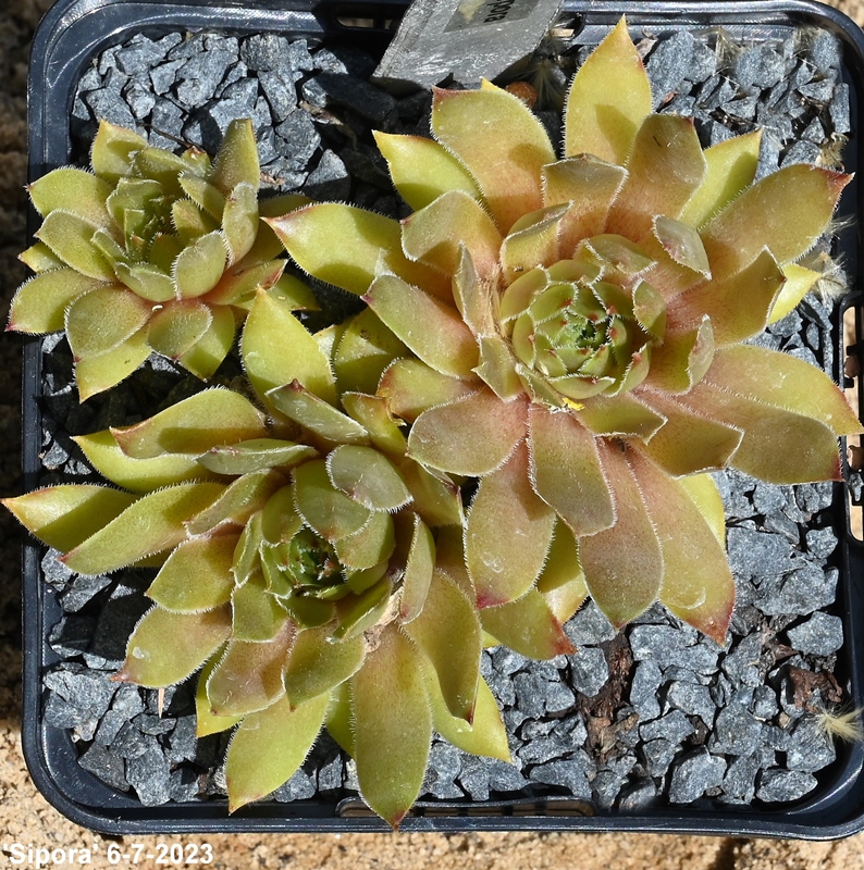 Sipora