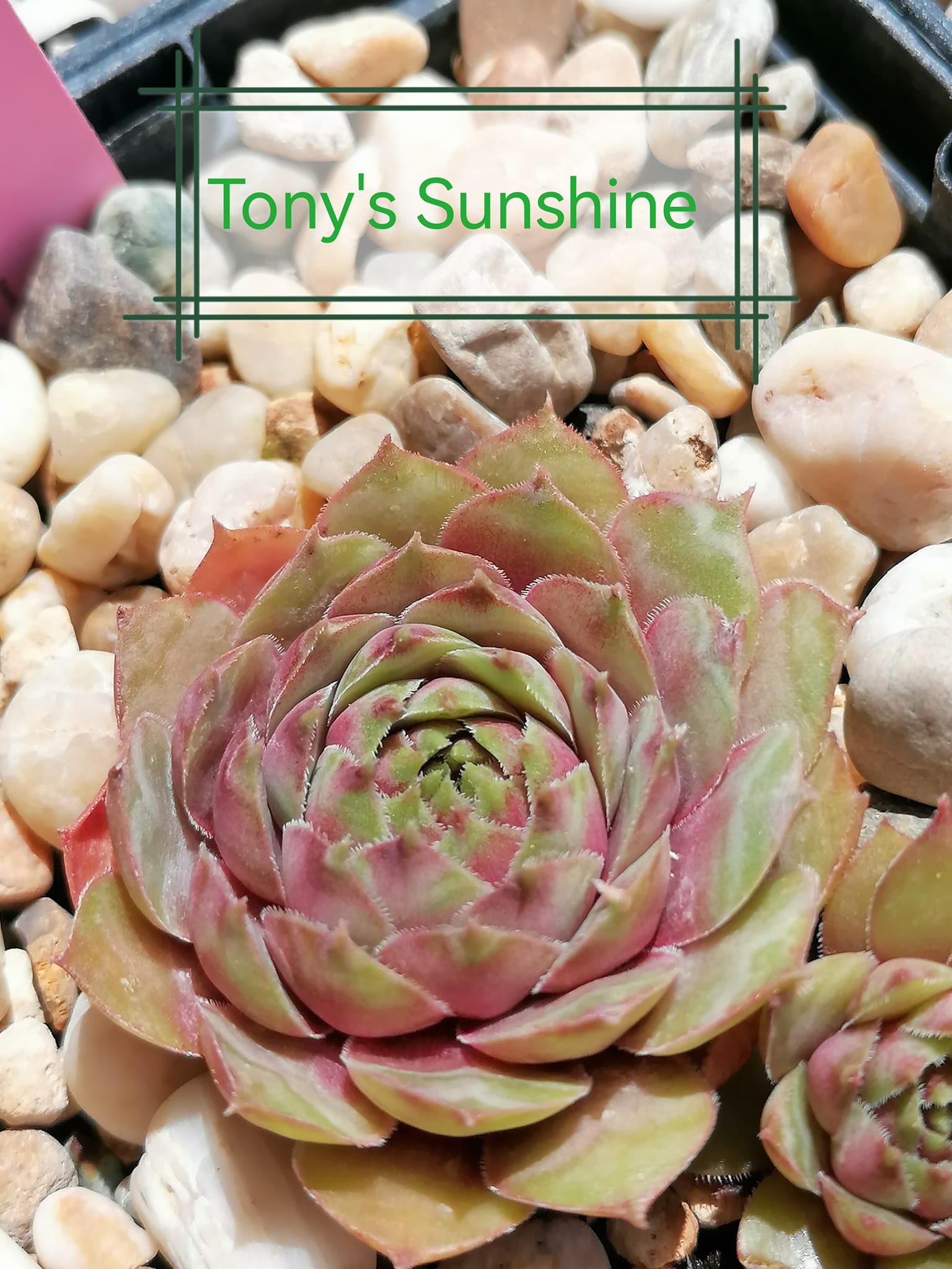 Tony's Sunshine
