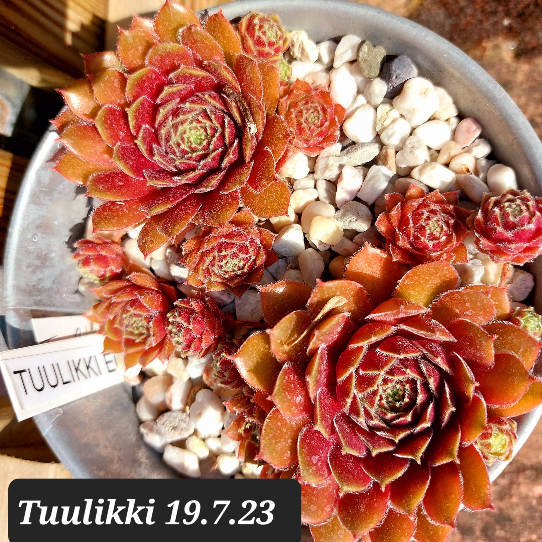 Tuulikki