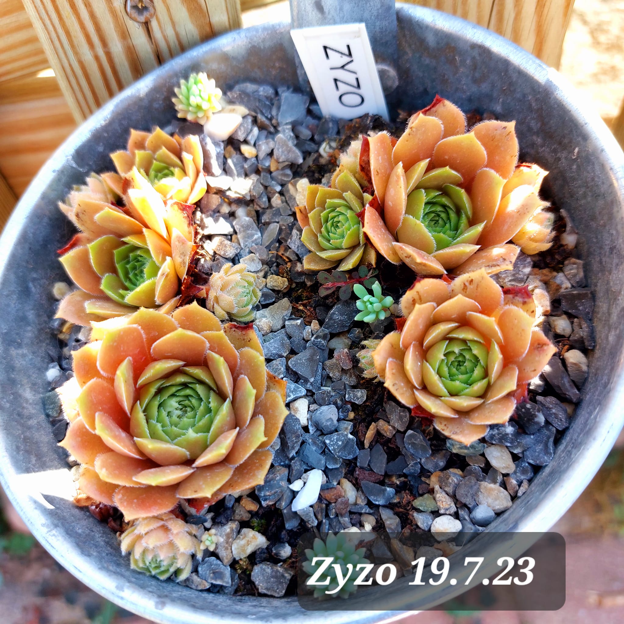 Zyzo