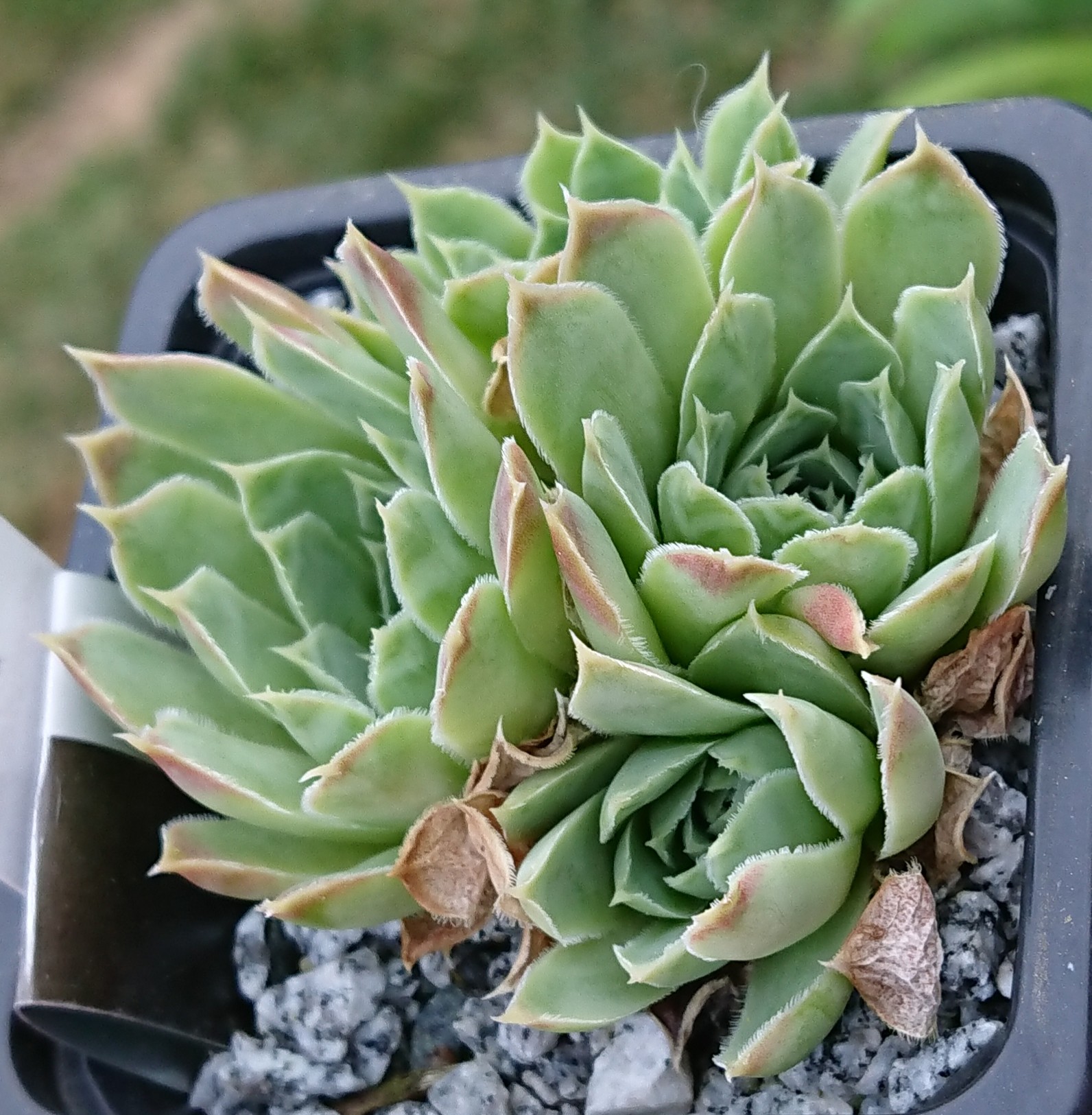 Pallasii