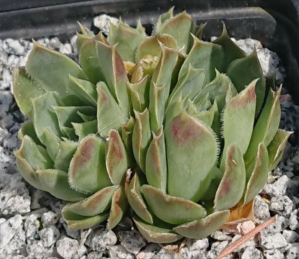 Pallasii