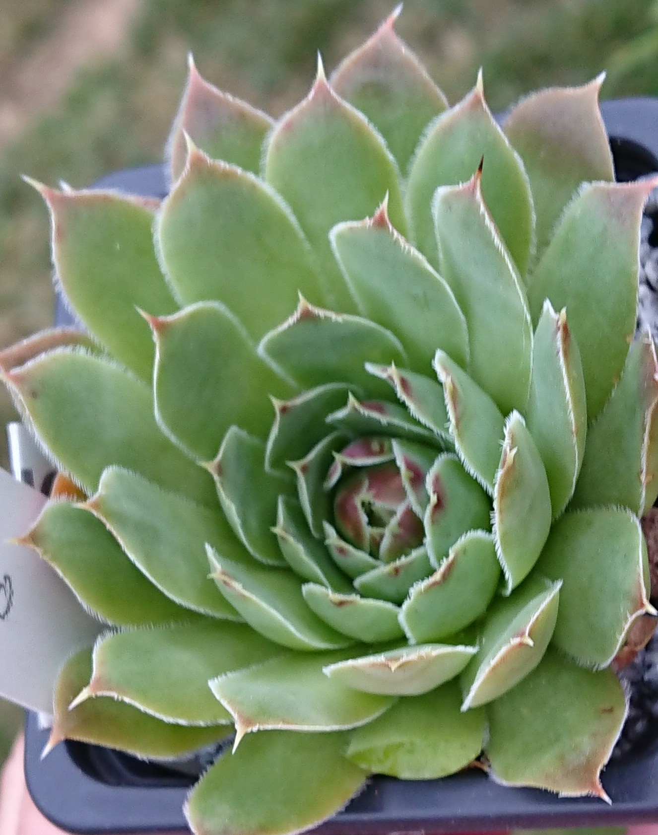 Pandora