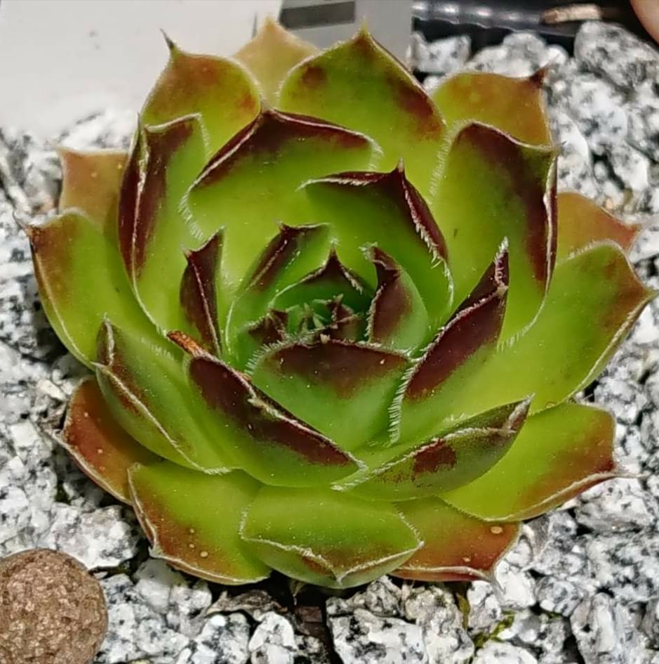 Pandora