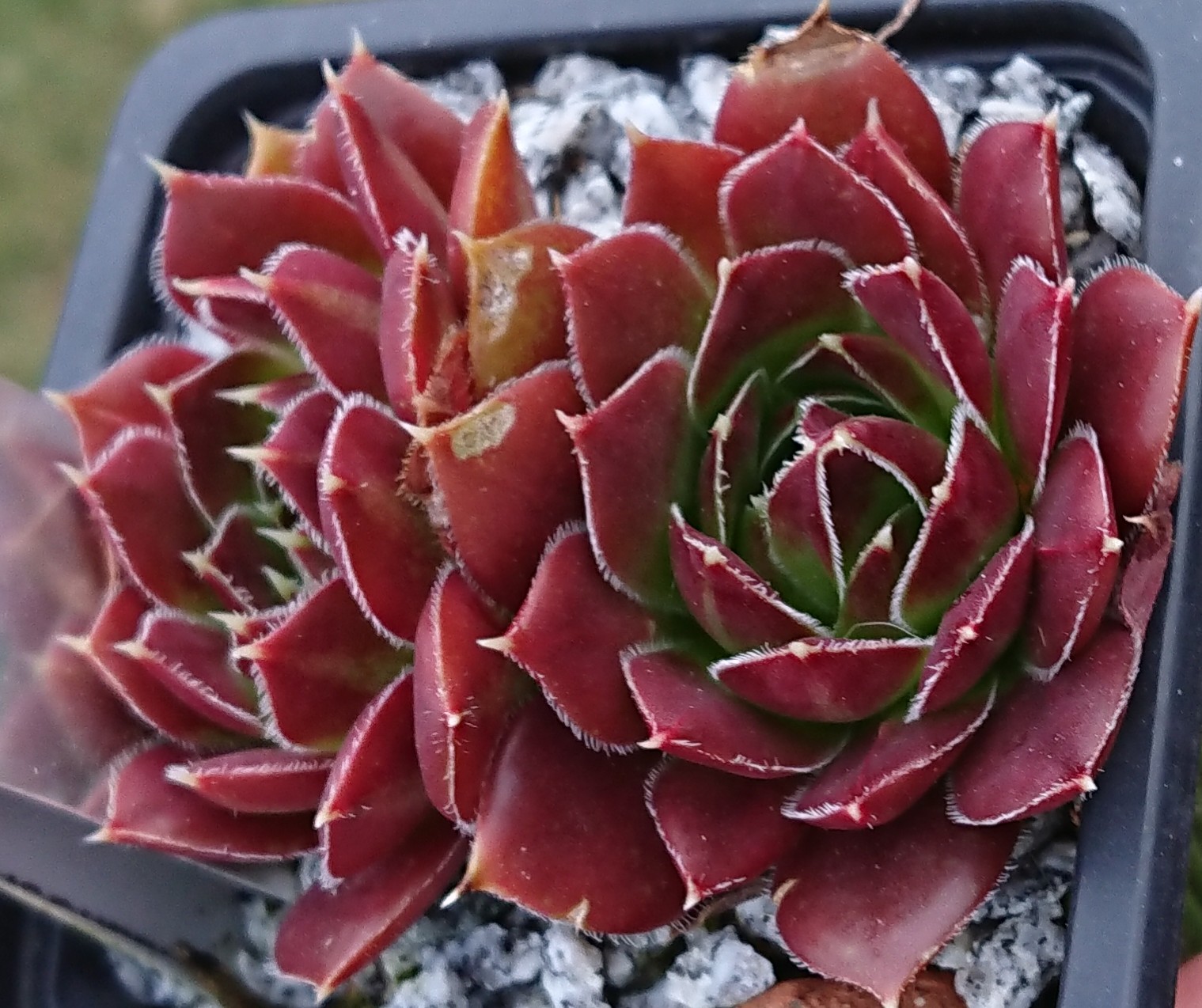 Queenie II