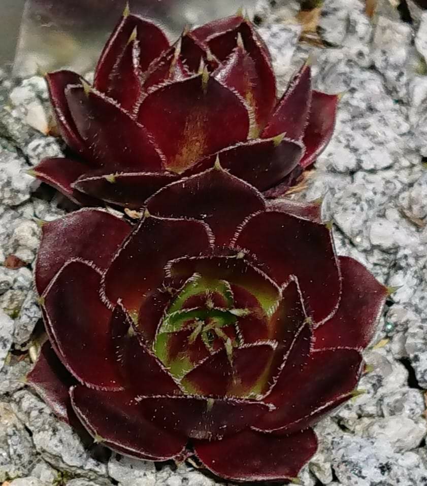 Queenie II
