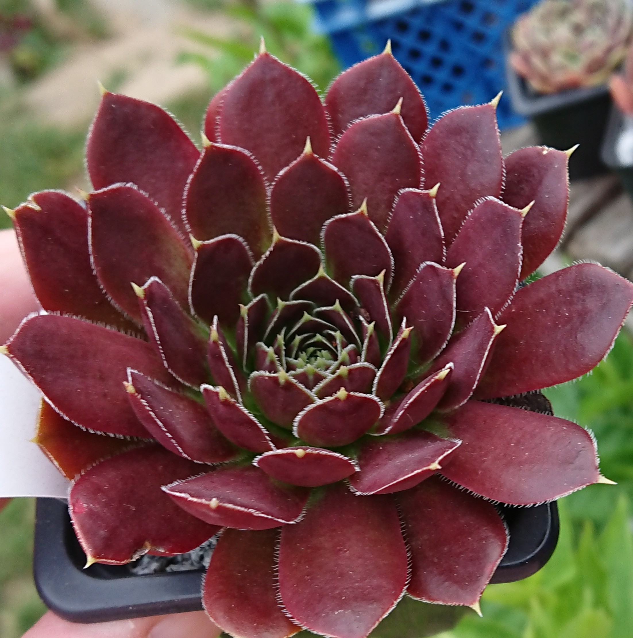 Quelina