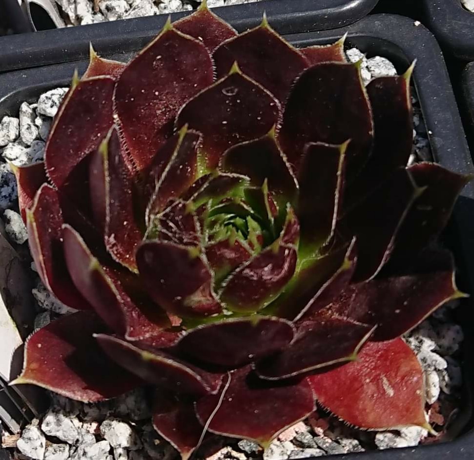Quelina