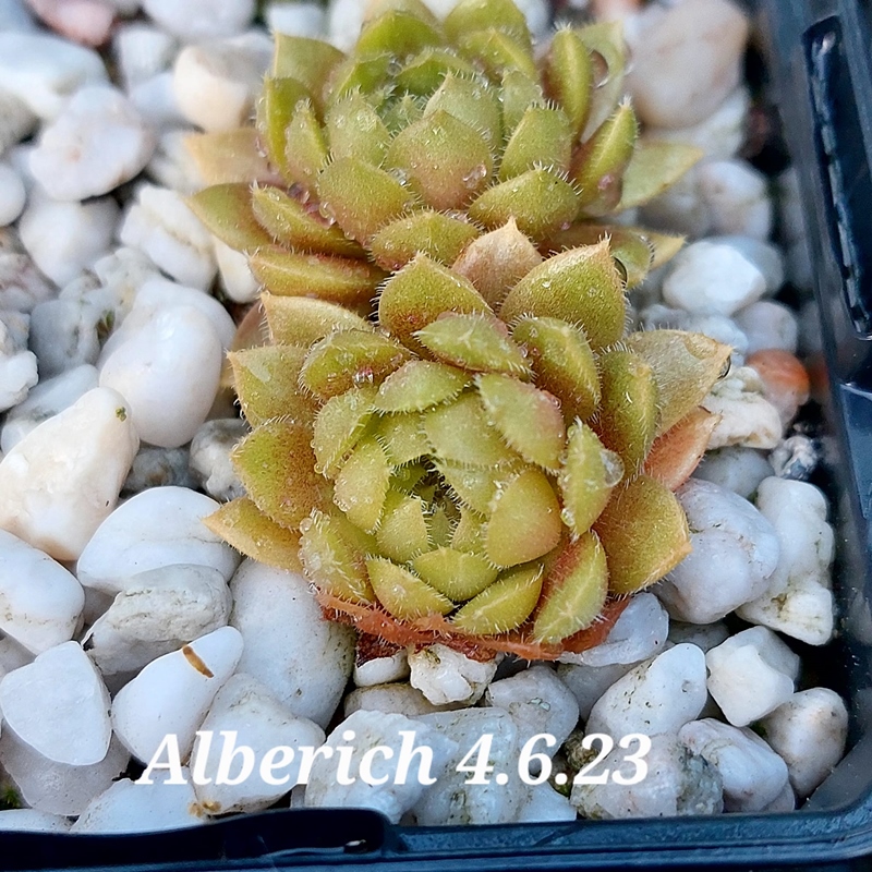 Alberich