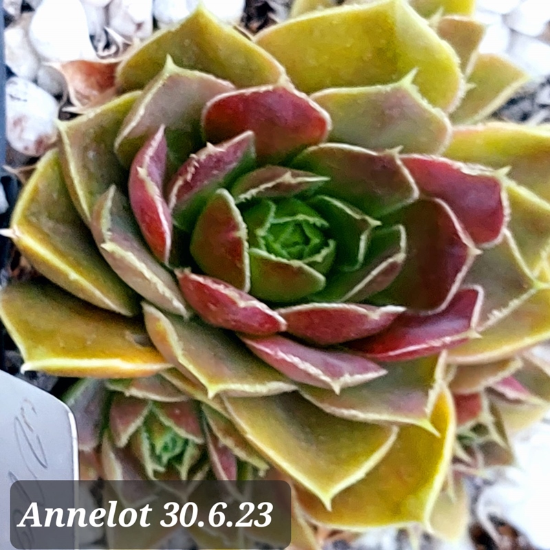 Annelot / Jovi