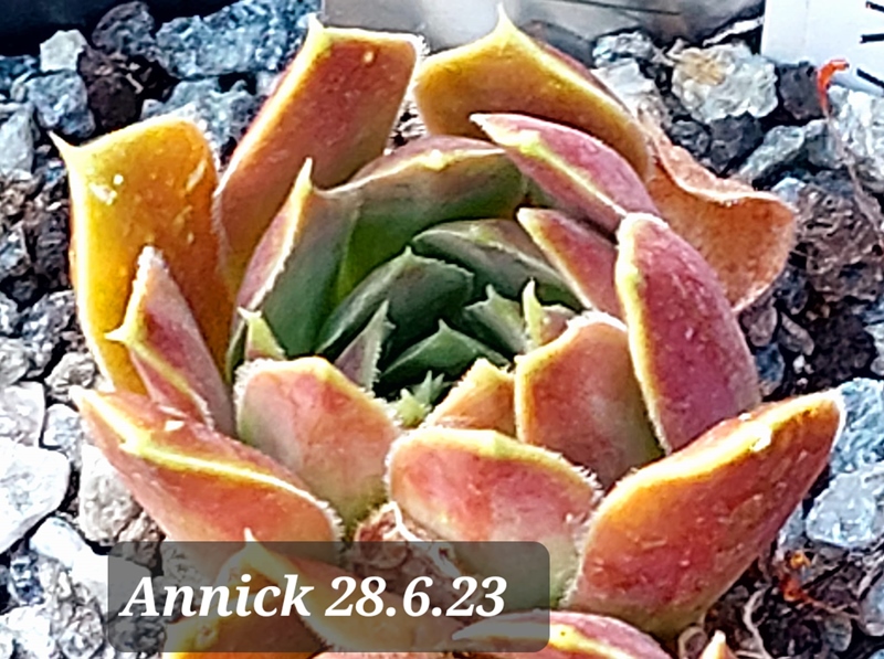 Annick / Jovi