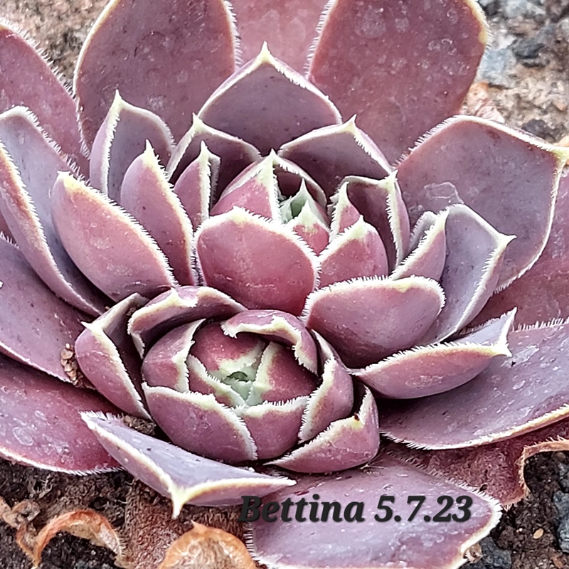Bettina