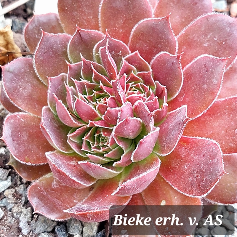 Bieke / Jovi