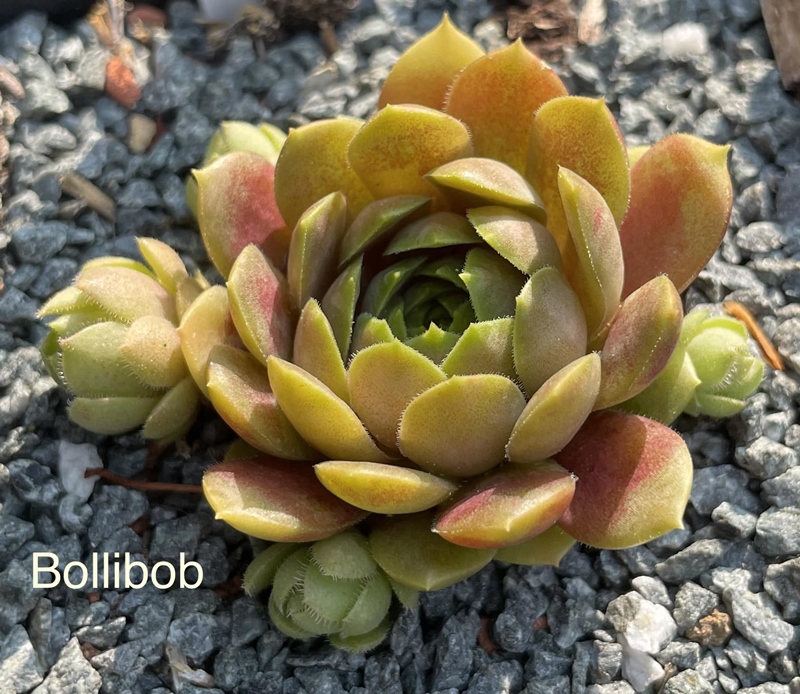 Bollibob