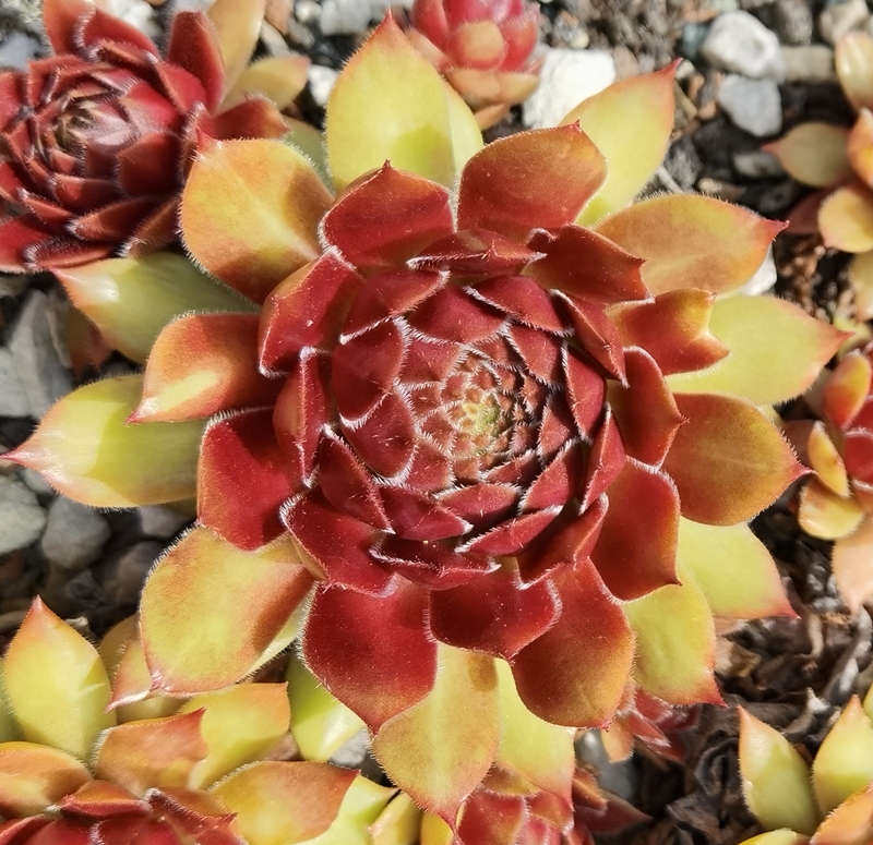 Brockenhex