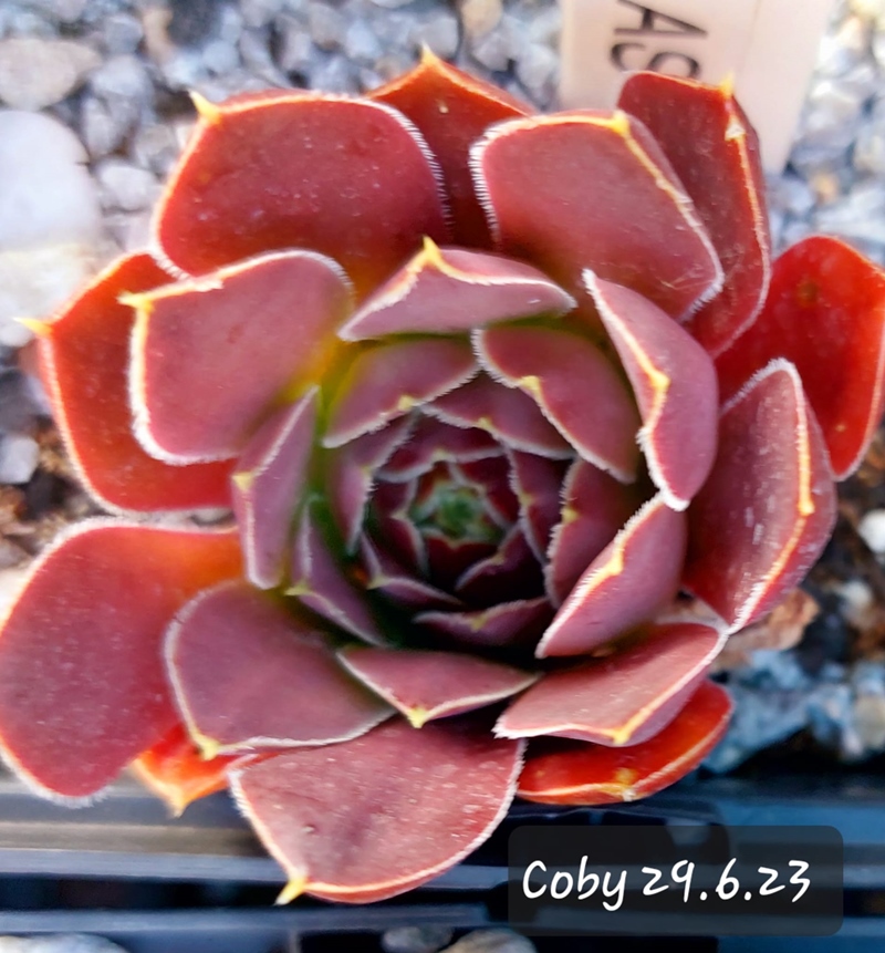 Coby / Jovi