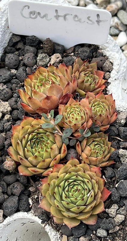 Contrast