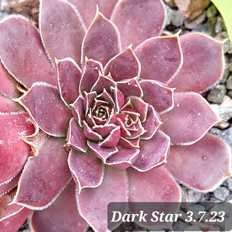 Dark Star / Jovi