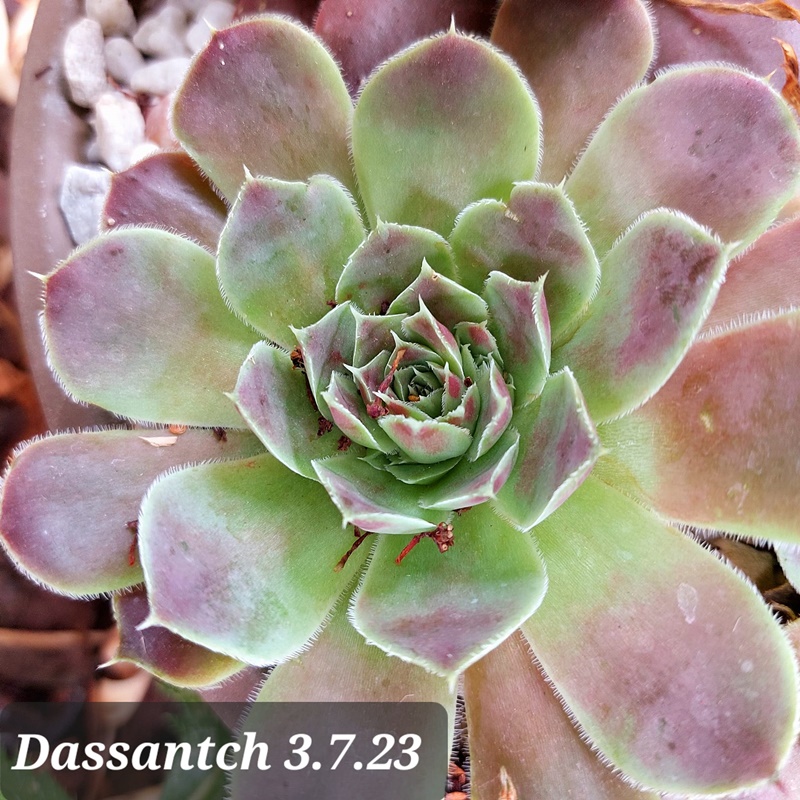 Dassantch / Jovi