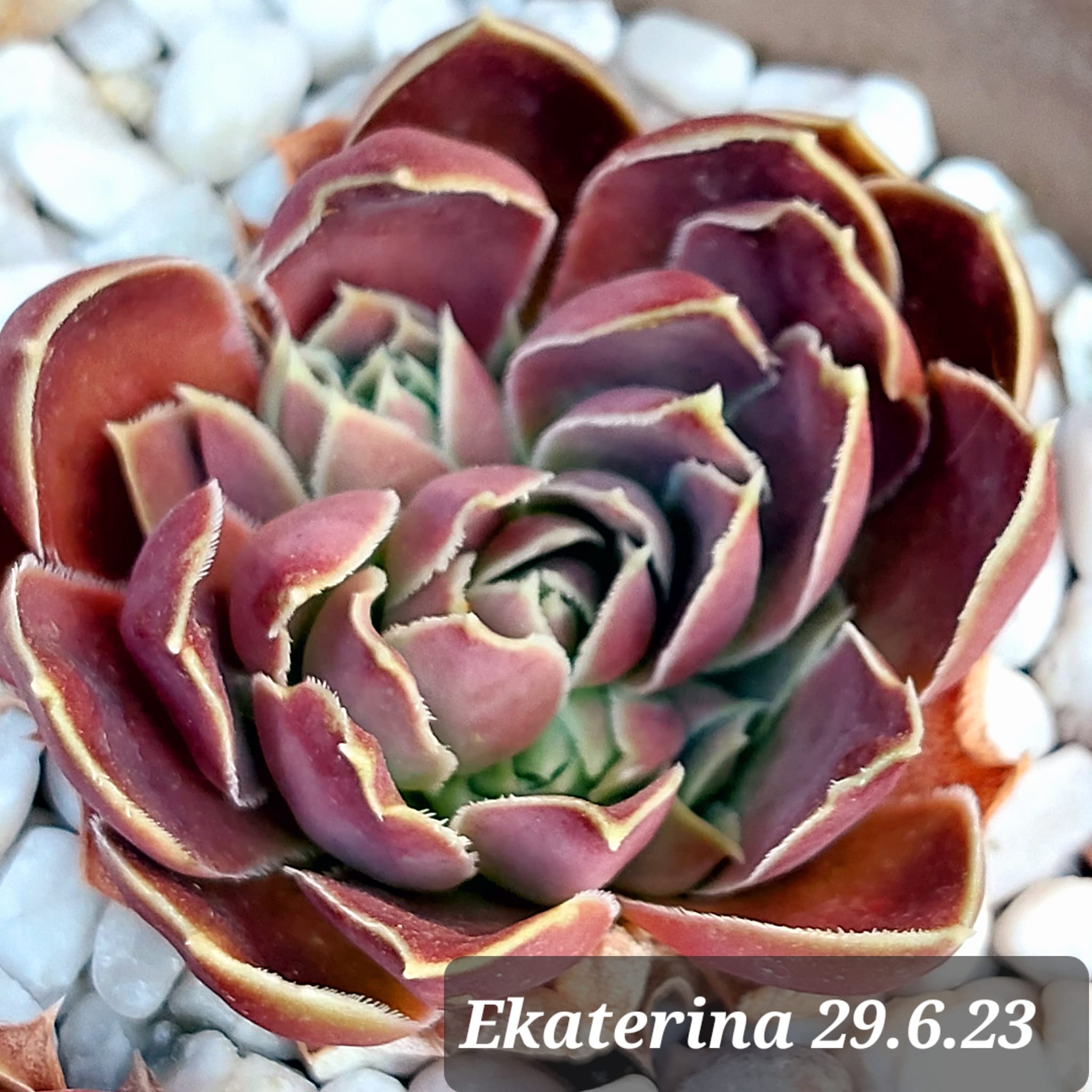 Ekaterina / Jovi