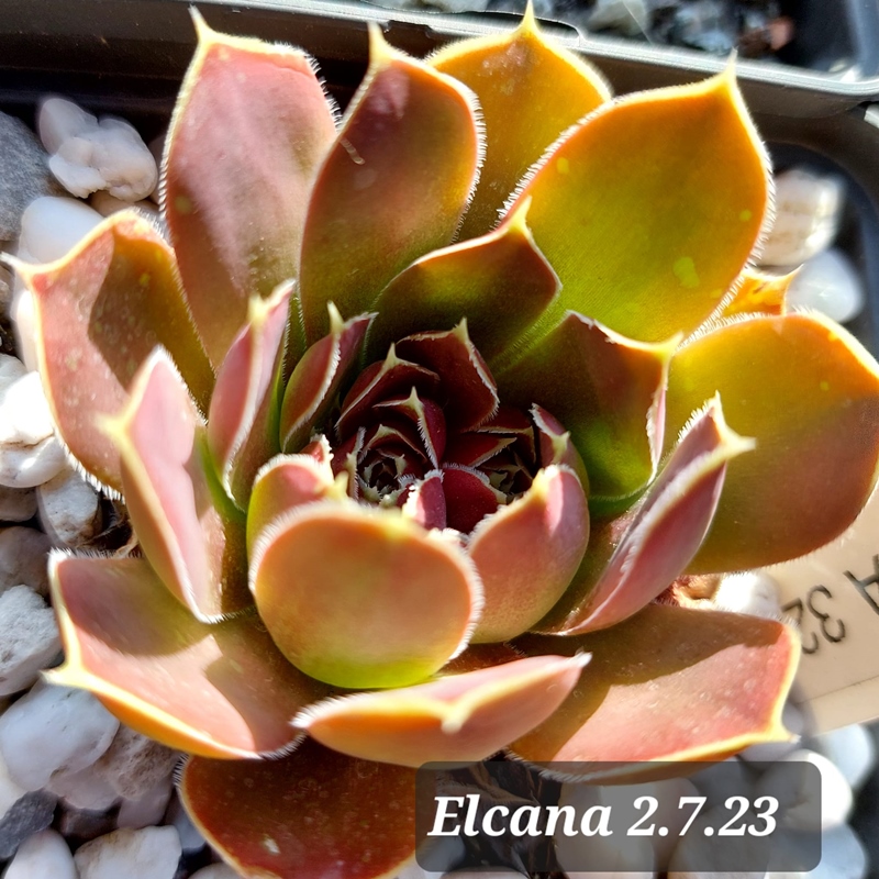 Elcana / Jovi
