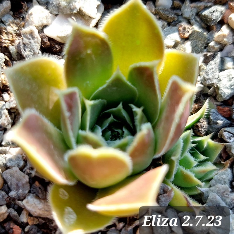 Eliza / Jovi