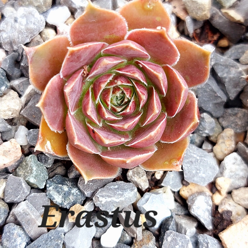 Erastus / Jovi