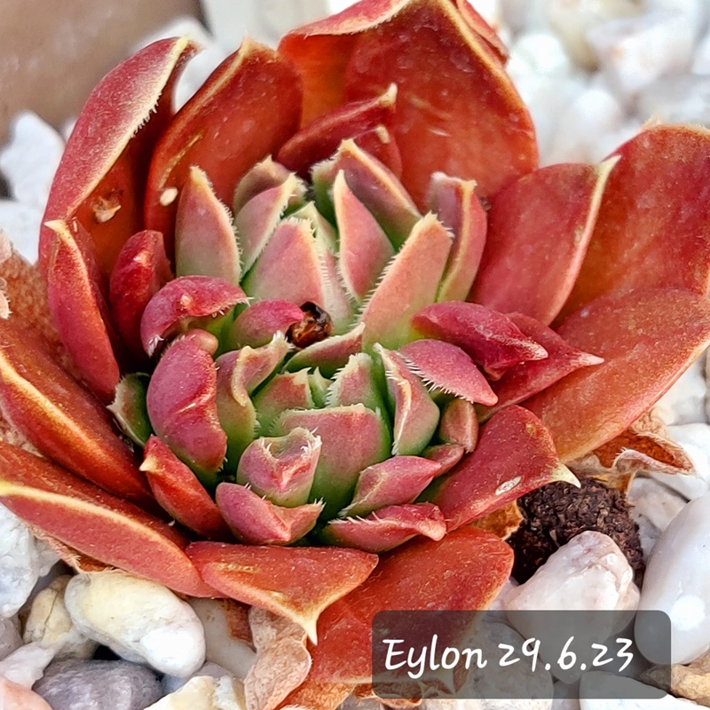 Eylon / Jovi